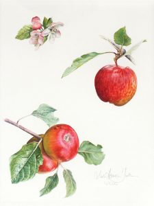 Apple a day - Watercolor on Arches 300 gsm hot pressed paper 15 1/4″ x 11 1/2″ 388 mm x 290 mm