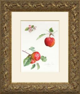 Apple a day framed - Watercolor on Arches 300 gsm hot pressed paper 15 1/4″ x 11 1/2″ 388 mm x 290 mm