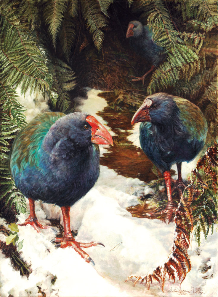 Bird Paintings In Watercolor & Oil | Susan Harrison-Tustain