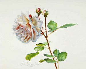 'Innocence' - Floral Painting - Watercolor on Arches 300gsm hot pressed paper 11″ x 10 1/2″ 288 mm x 268 mm