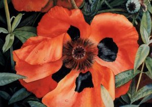 'Papaver' - Floral Painting