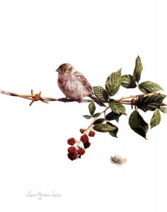 'Rich Pickings' - Bird Paintings - Watercolor on Arches 300gsm hot pressed paper 12″ x 9 1/4″ 305 mm x 235 mm
