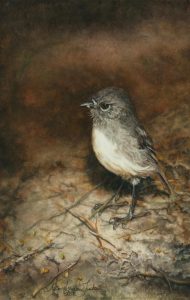 'Stewart Island Robin' - Bird Paintings - Watercolor on Arches 300 gsm Hot Pressed paper 12″ x 7 1/2″ 300 mm x 190 mm