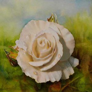 White rose watercolor painting.