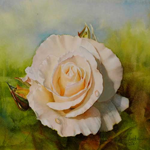 White rose watercolor painting