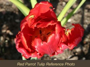 Red Parrot Tulip photo